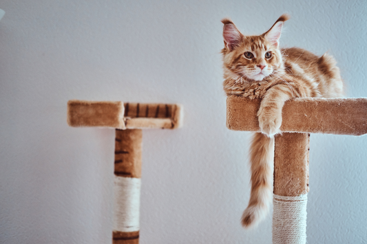 The Ultimate Pet Supply Checklist for New Pet Parents: Cat Edition