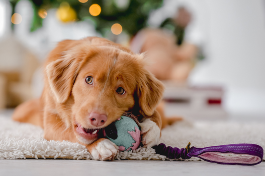 The Ultimate Pet Supply Checklist for New Pet Parents: Dog Edition