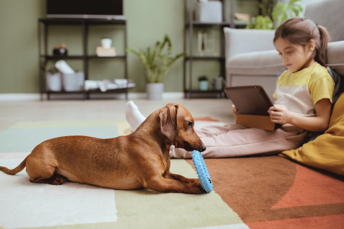 Ultimate Guide to Dog Breeds That Don't Shed