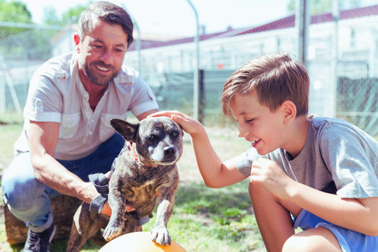The Ultimate Guide to Pet Adoption