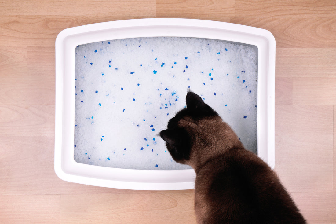 Tips to Make Your Litter Box Smell Fresh & Clean – Colorfil