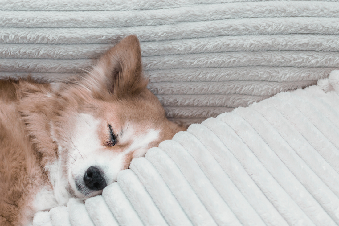 Why HVAC Filters Are Every Pet Parent’s Secret Weapon