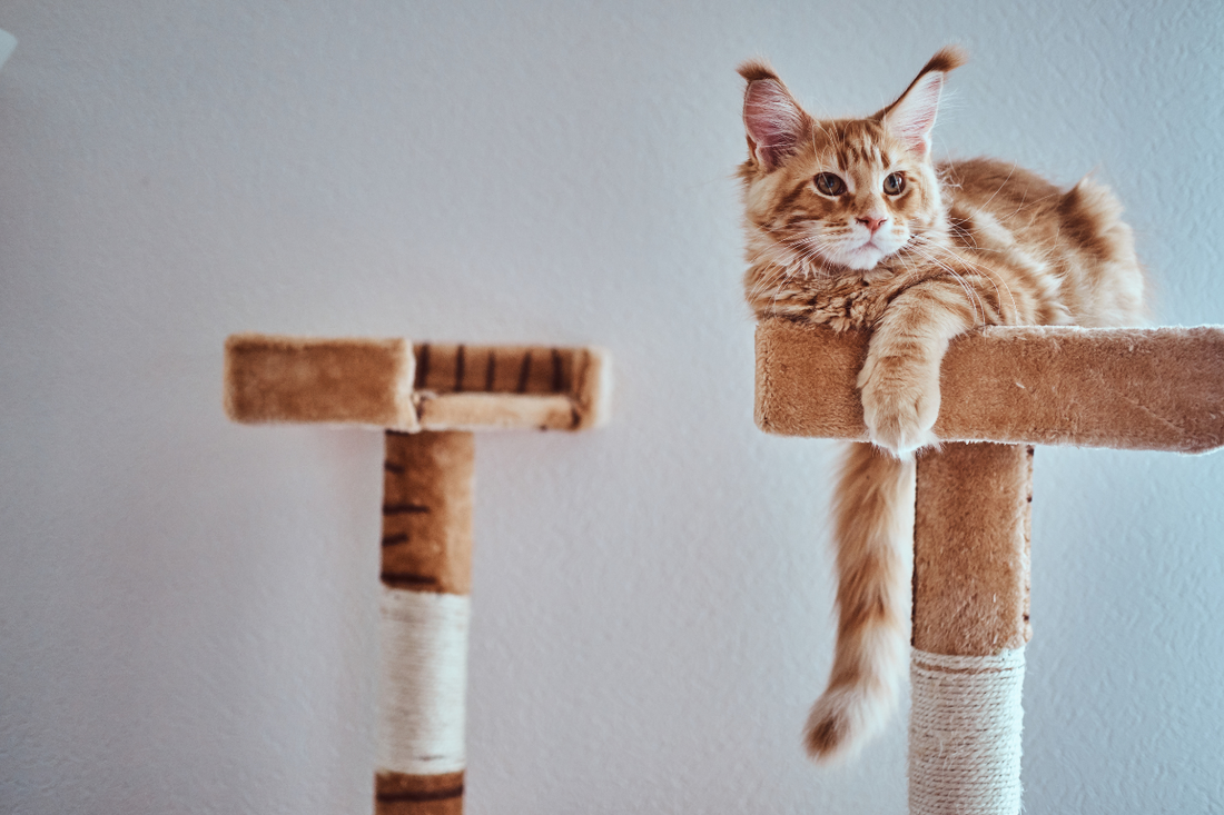 The Ultimate Pet Supply Checklist for New Pet Parents: Cat Edition