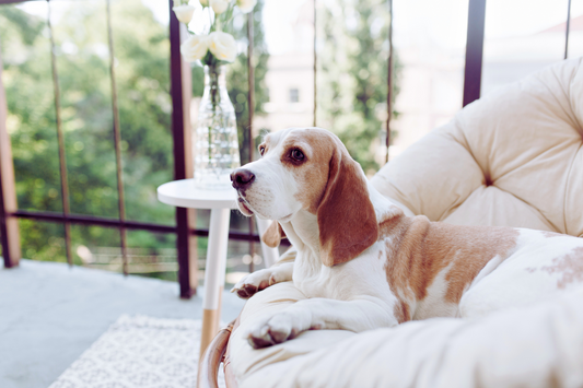 How Replacement Air Filters Keep Pet Homes Fresh Year-Round