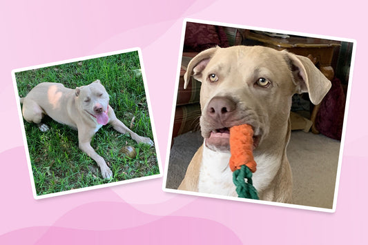 Colorfil Pet Tales: Meet Elf Larue