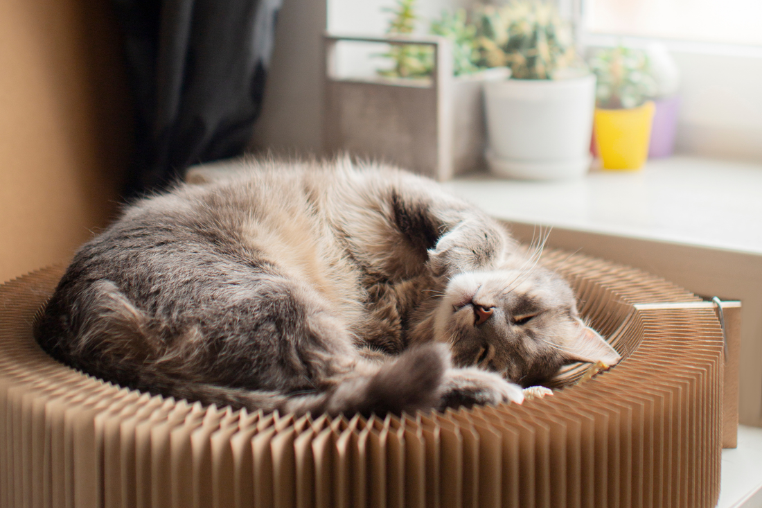 Hidden Air Pollutants Every Cat Owner Should Know