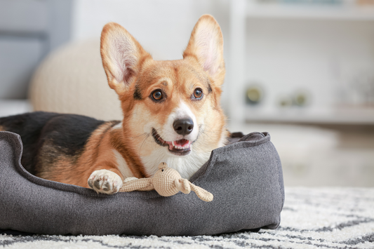 The Dirty Truth About Indoor Air and Homes with Pets