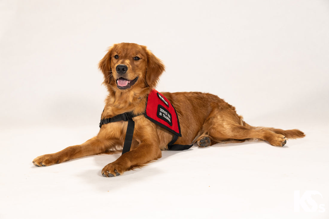 Rosie Pupdate #3: Visiting the zoo and riding a train