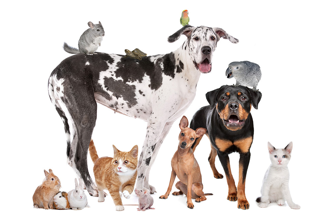 10 Ways to Celebrate National Pet Month