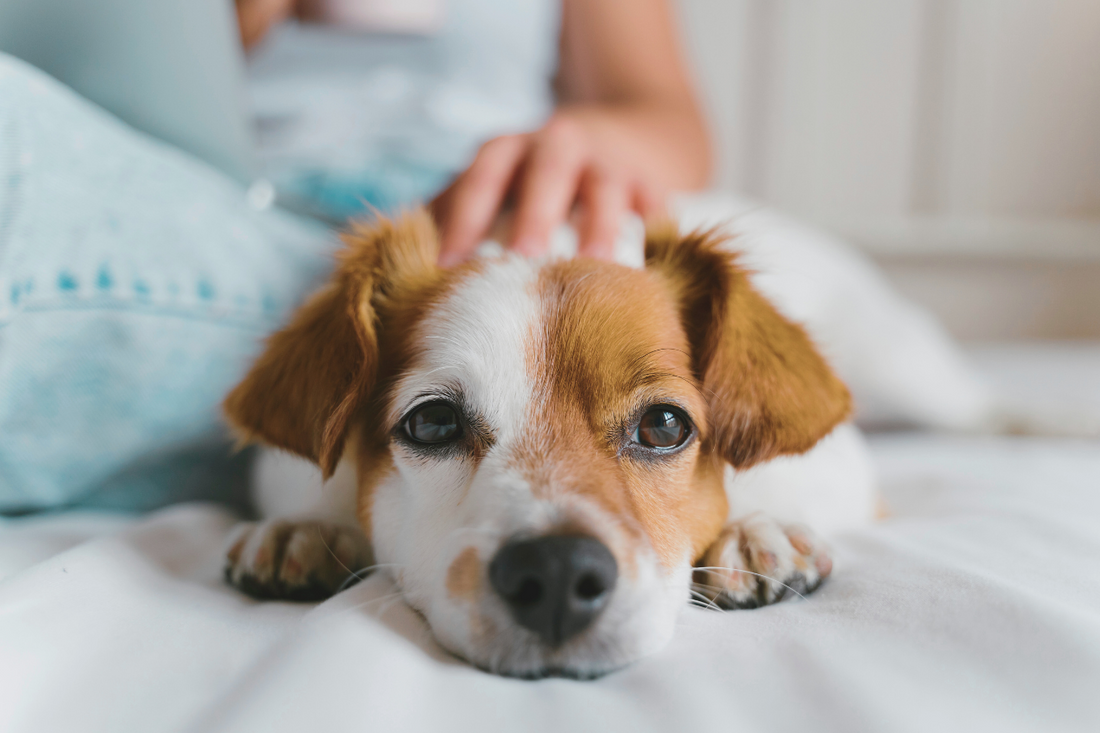 The Ultimate Guide to Being a Pet Parent