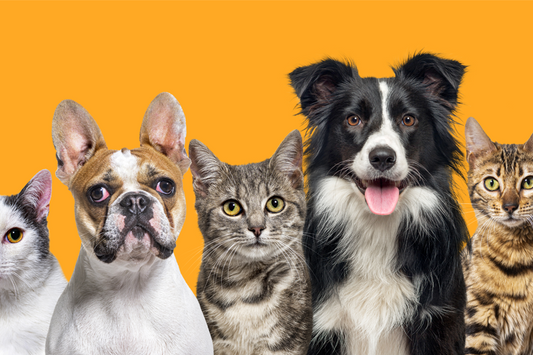 2023 Pet Holidays: The Ultimate List of Pet Holidays