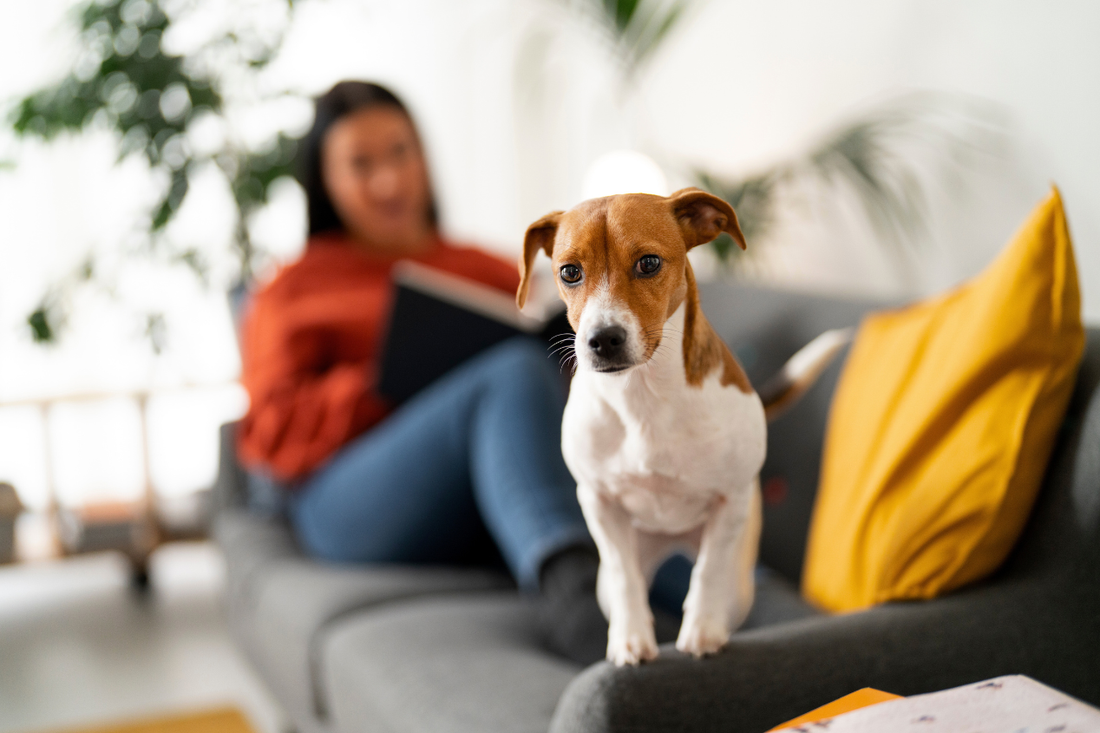 Air Filter FAQs: Pets, Air Quality, and HVAC Care