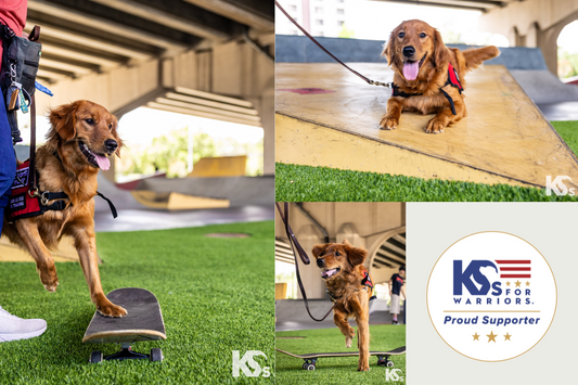 Rosie Pupdate: Learning, Growing & Staying Focused (Mostly)