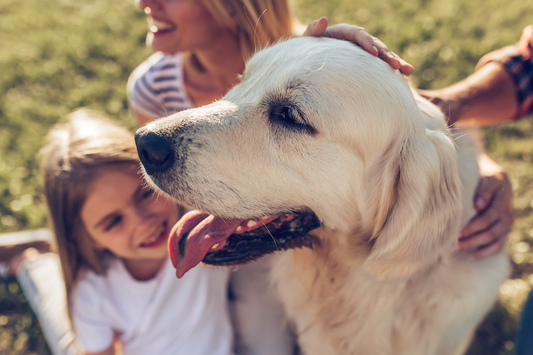 The Ultimate 2026 Pet Holidays and Awareness Days Calendar
