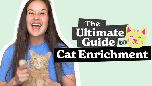 Pet Enrichment Video Series | "Cat Enrichment: Puzzles, Bubbles, and DIY Fun"