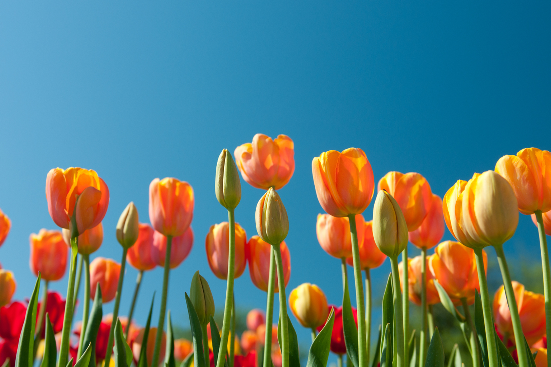 Why Spring Is Actually the Worst Season for Your Indoor Air Quality (And What to Do About It)