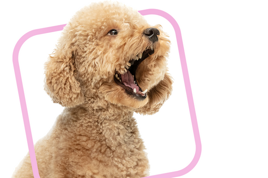Meet the Winners of the Love Your Pet Photo Contest