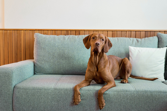 Why Air Quality Matters More to Pets Than You Think