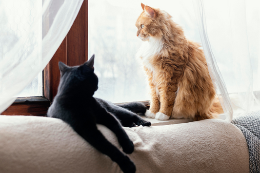 How to Keep Your Home’s Air Safe for Your Furry Family