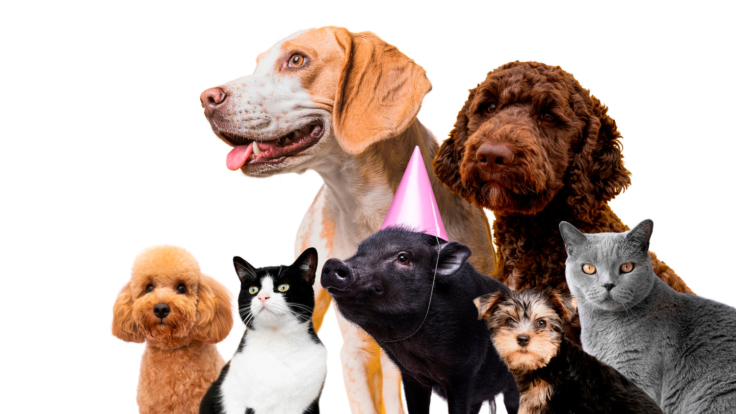 The Ultimate List of Pet Holidays in 2024 – Colorfil