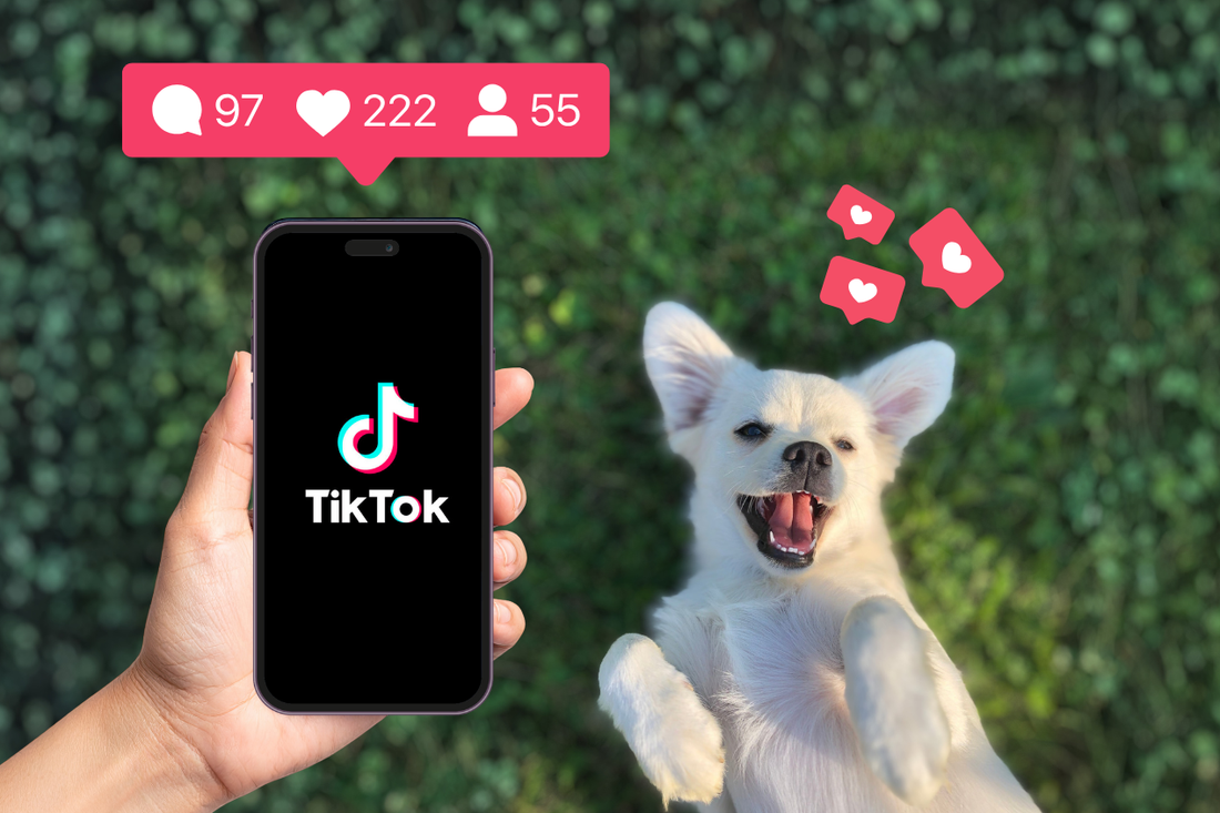 Our Favorite Viral Pet Tiktoks - January Edition