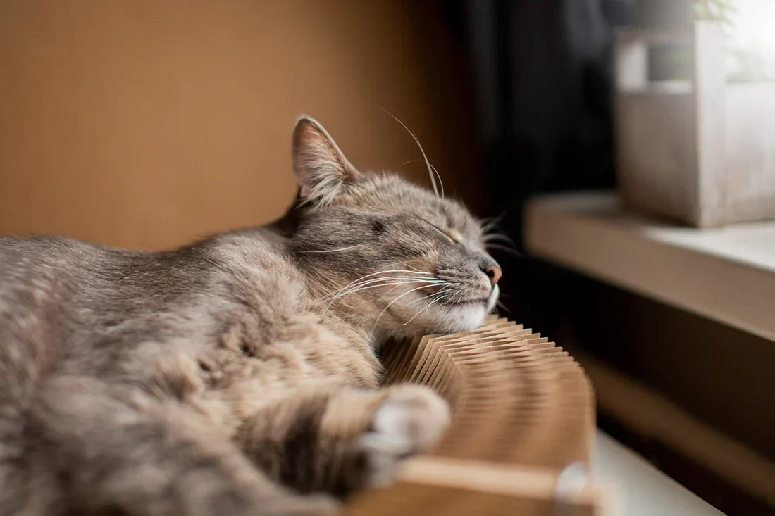 The Impact of Pets on Indoor Air Quality