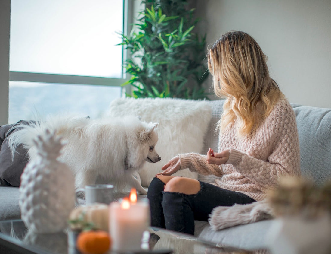 The Top 5 Best Air Purifiers for Homes with Pets