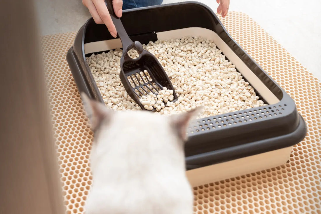 Why Your Litter Box Smells Like Ammonia - And How to Actually Fix It